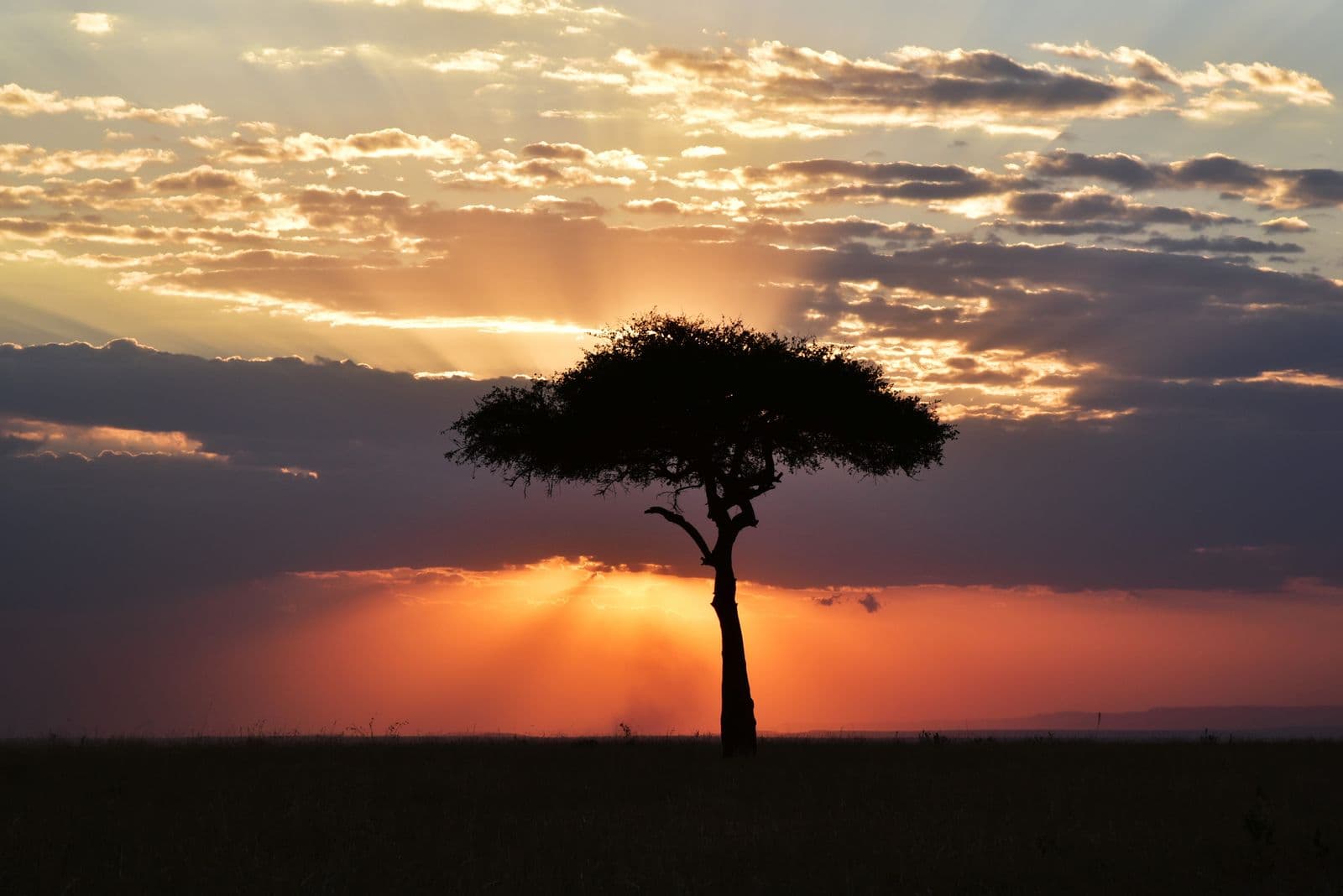 Golden grassland under a wide low sun