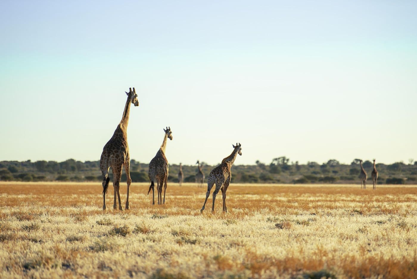 Open savannah at sunrise seen from a game vehicle